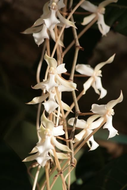 Aerangis kotschyana