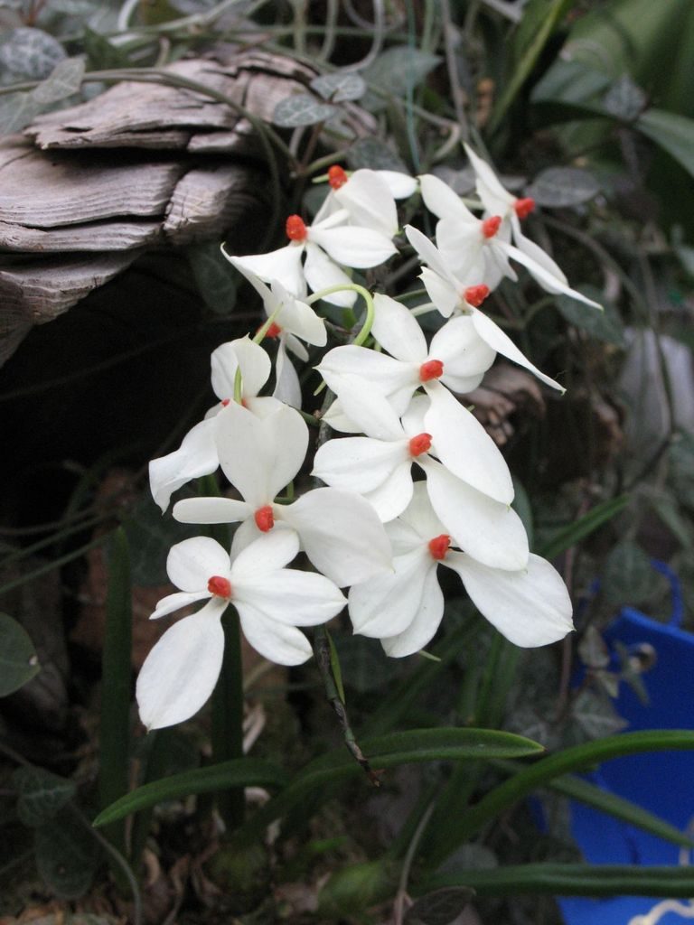 Aerangis luteoalba