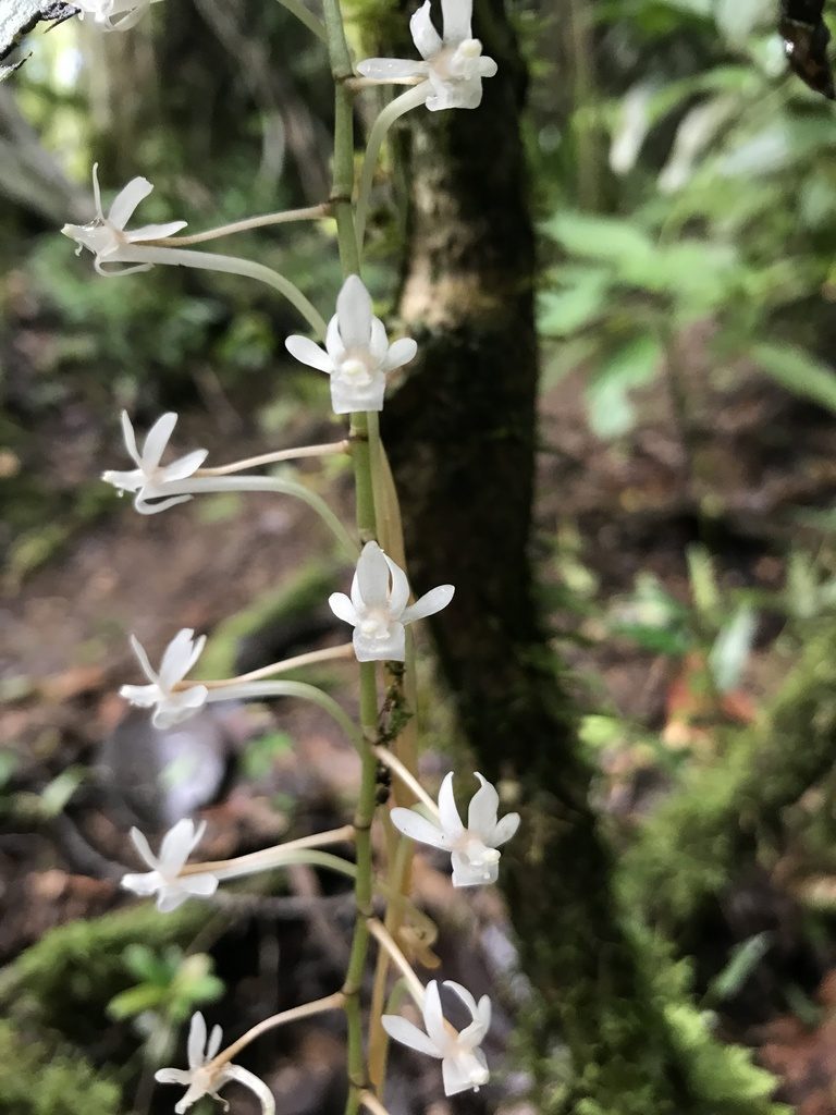 Aerangis macrocentra