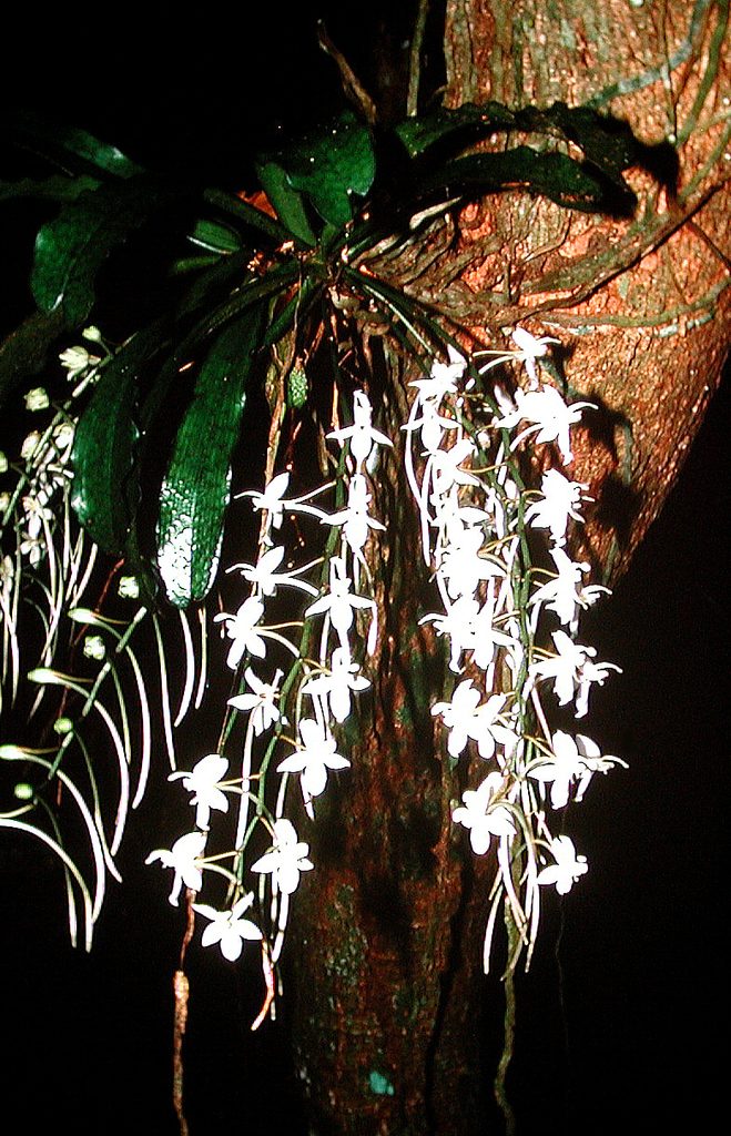 Aerangis mystacidii