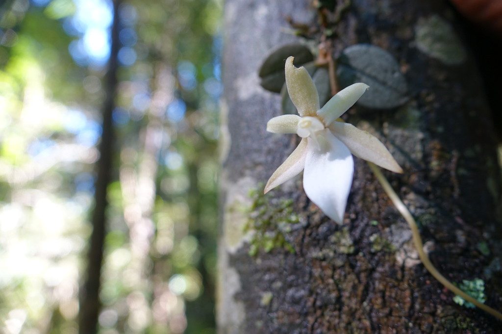 Aerangis punctata