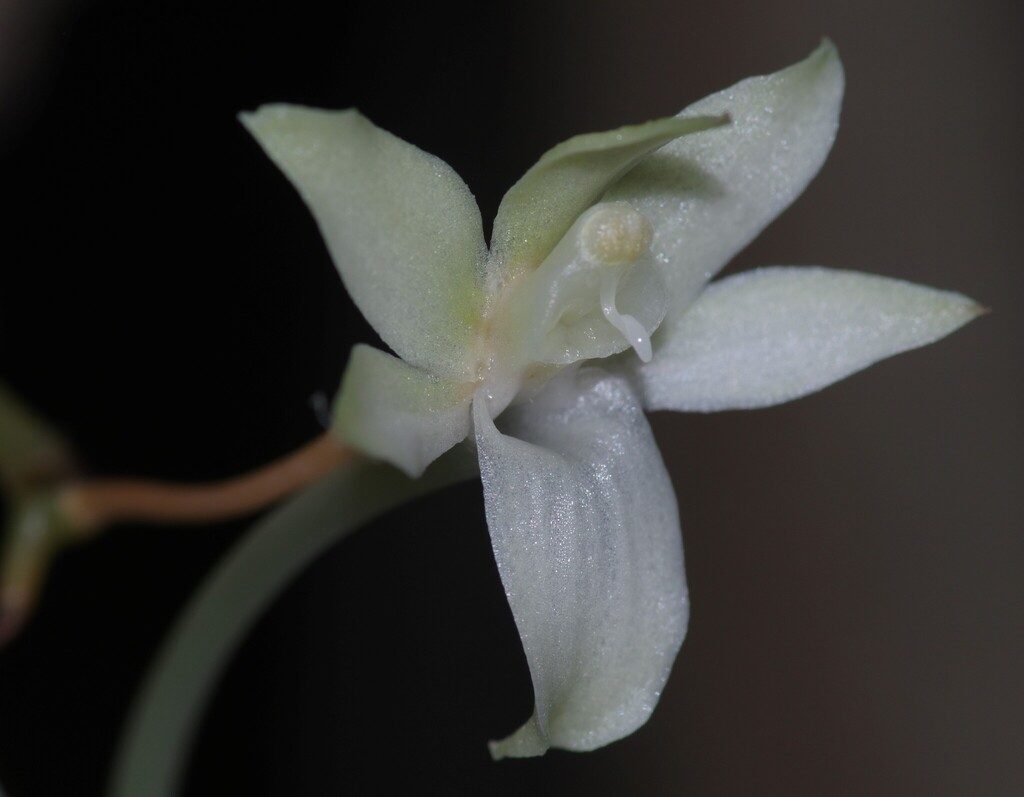 Aerangis somalensis