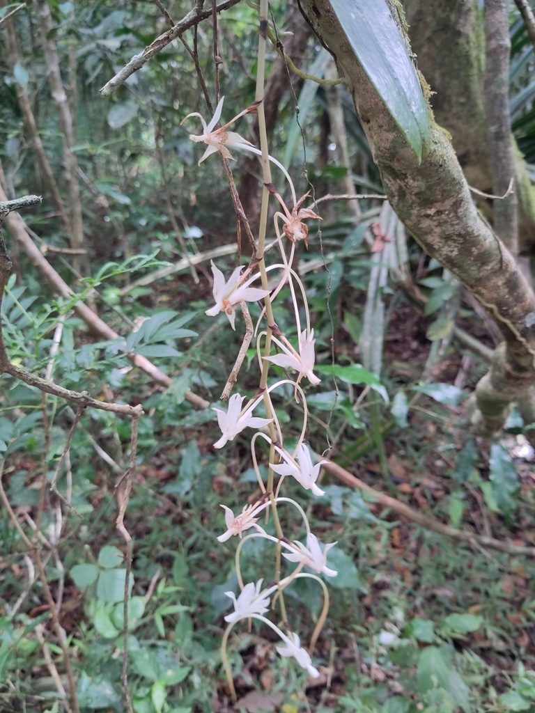 Aerangis spiculata