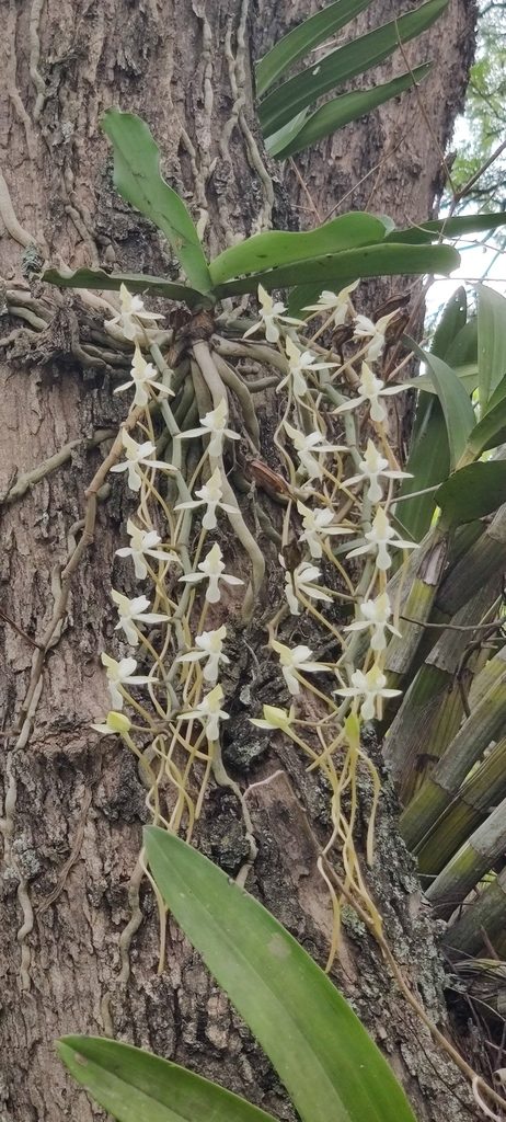 Aerangis verdickii