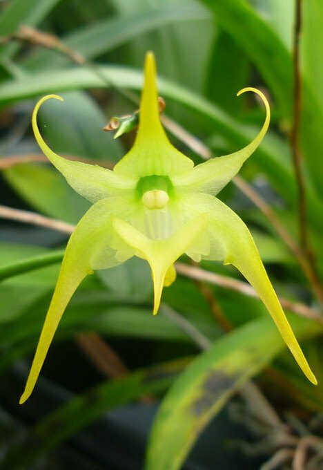 Aeranthes