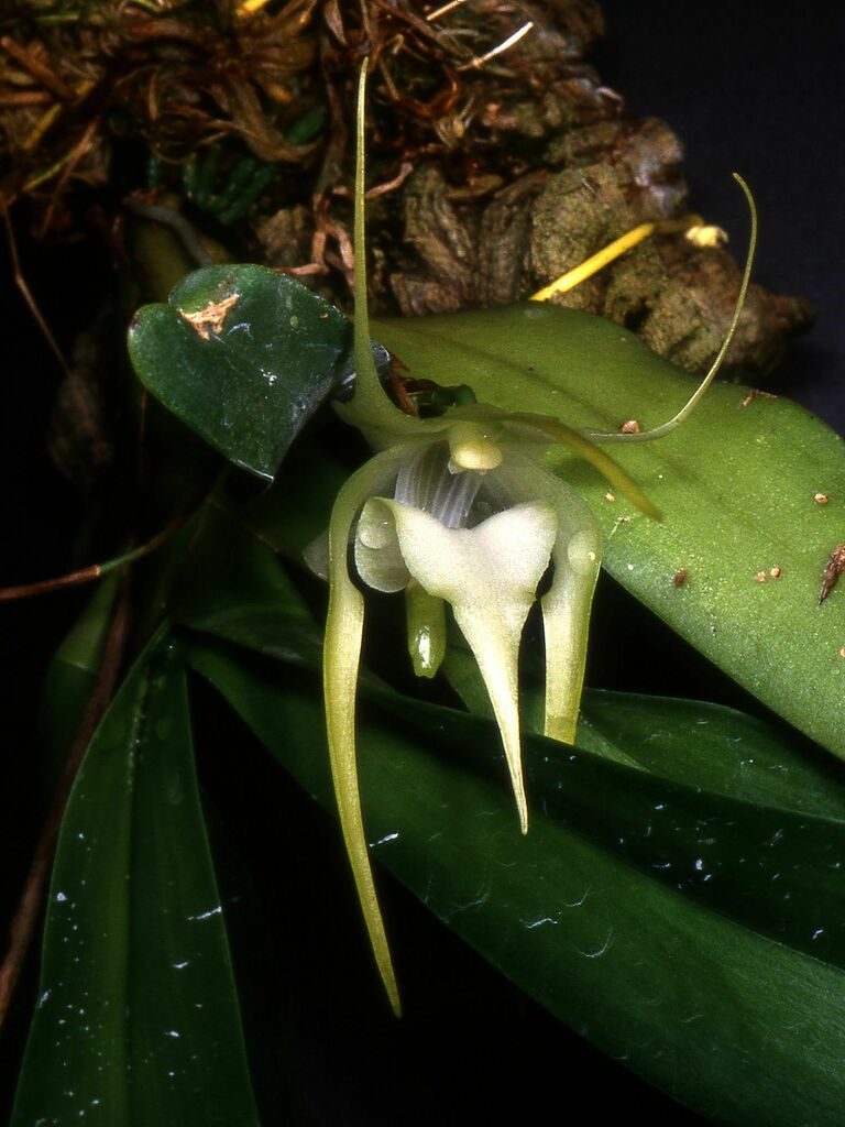 Aeranthes grandiflora