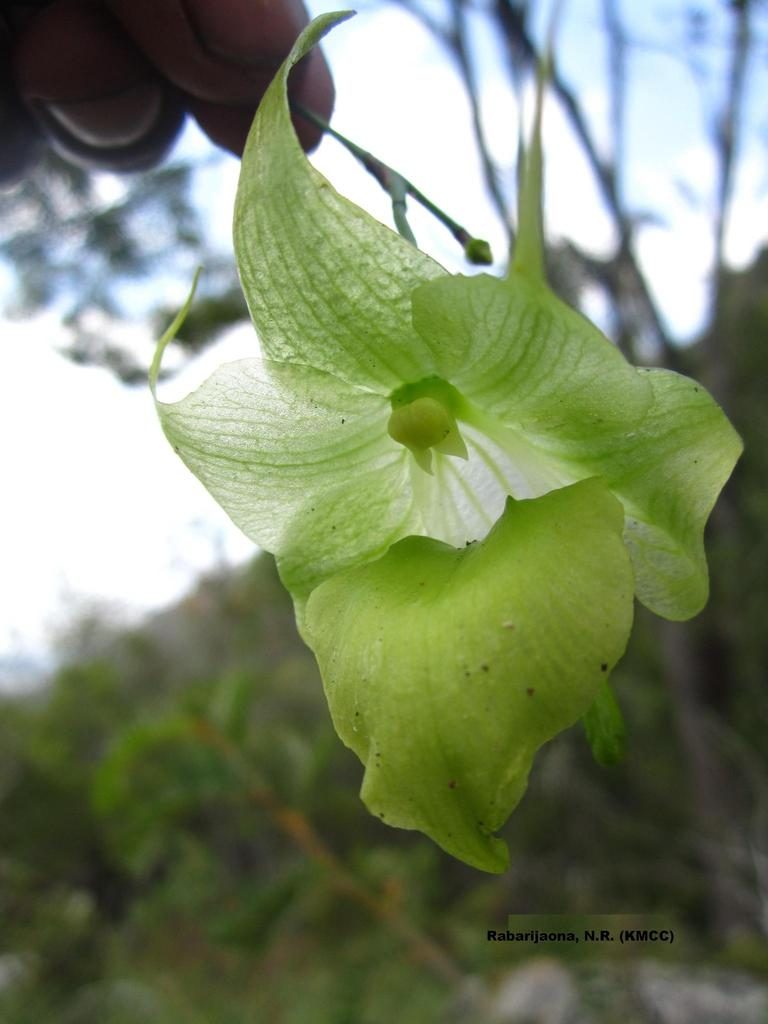 Aeranthes ramosa