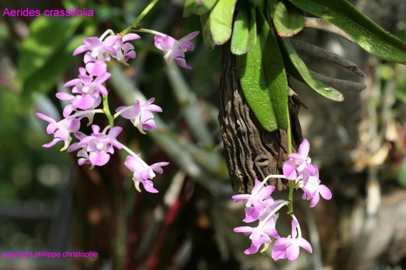 Aerides