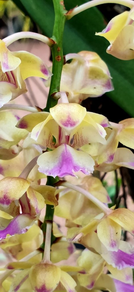Aerides houlletiana