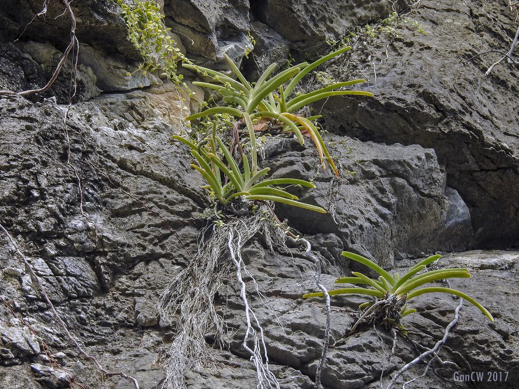 Aerides krabiensis