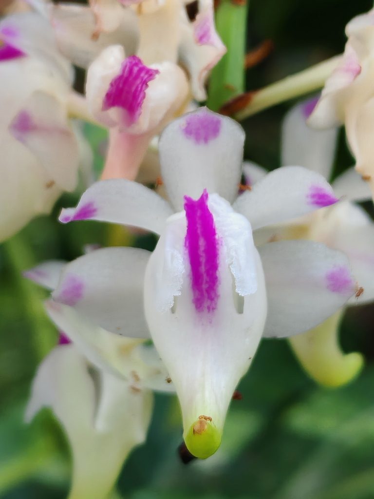 Aerides lawrenceae