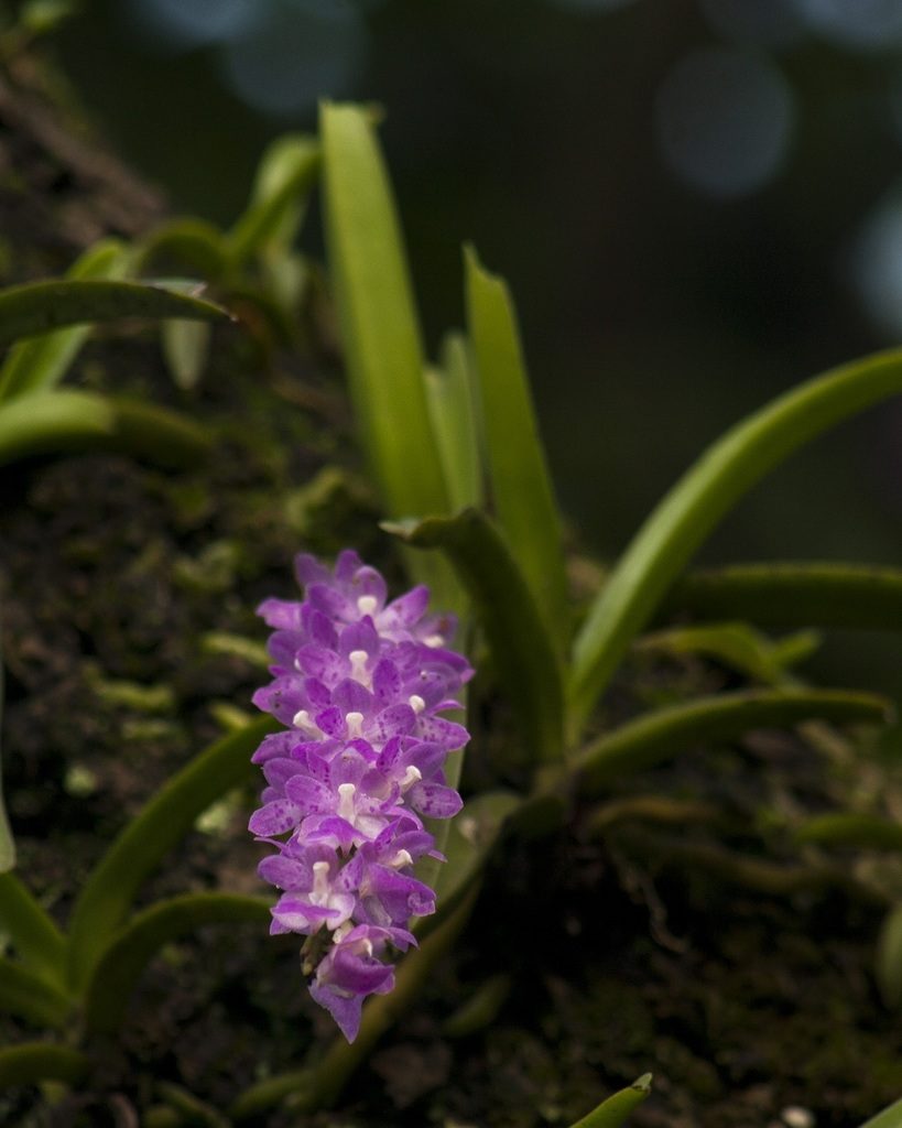 Aerides multiflora