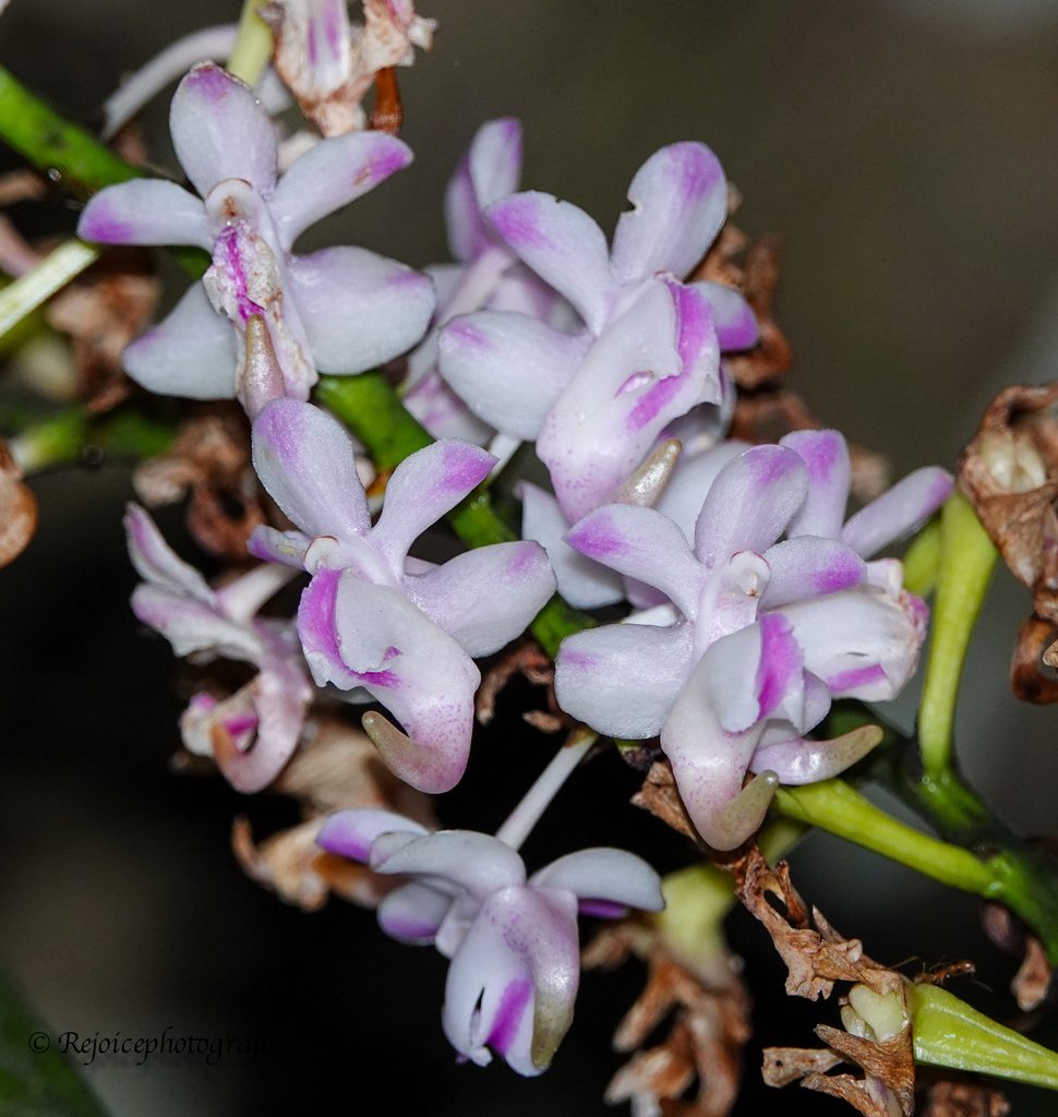 Aerides odorata