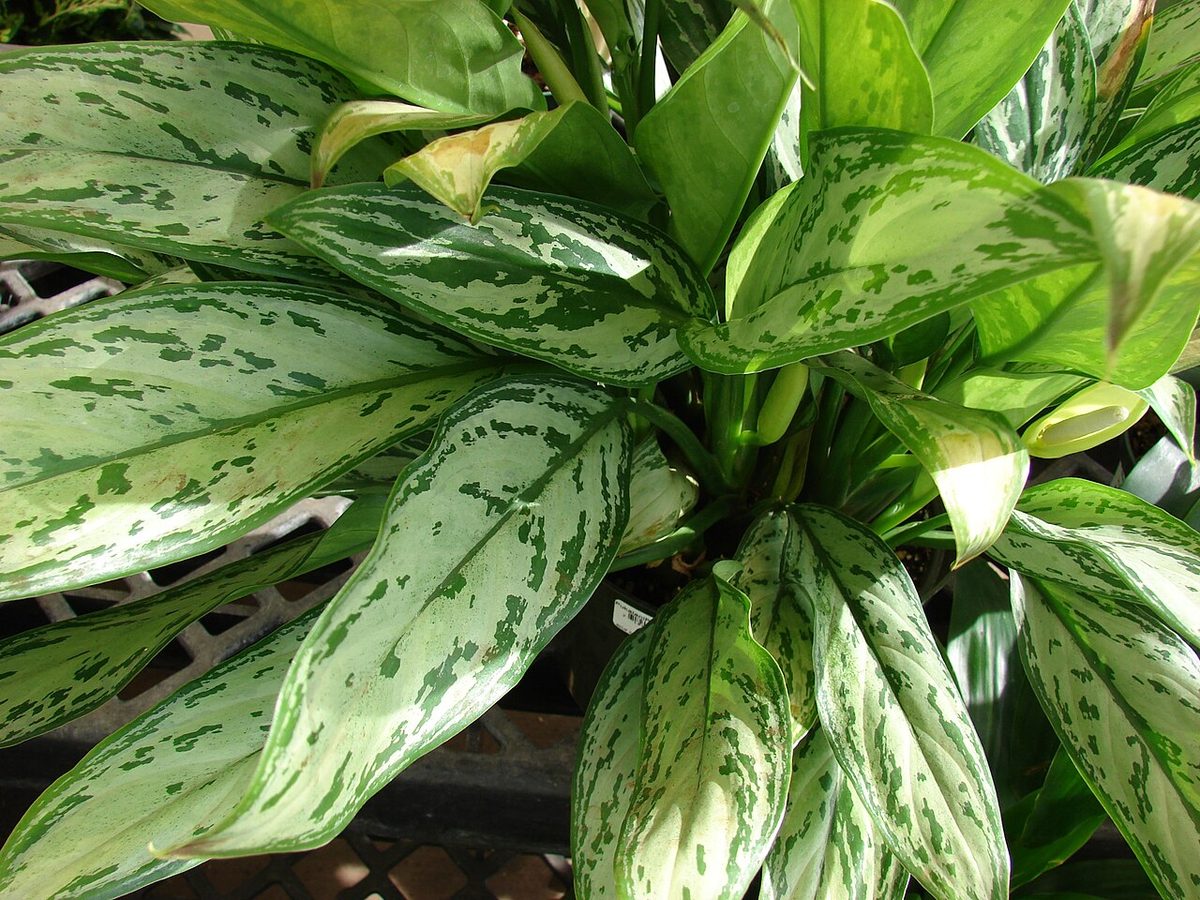 Aglaonema 'Cory'