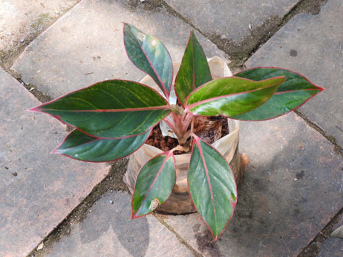 Aglaonema 'Lipstick'