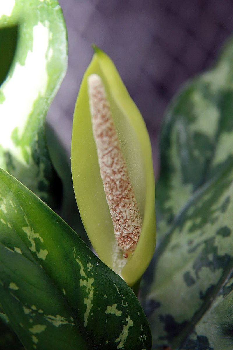 Aglaonema 'Maria'