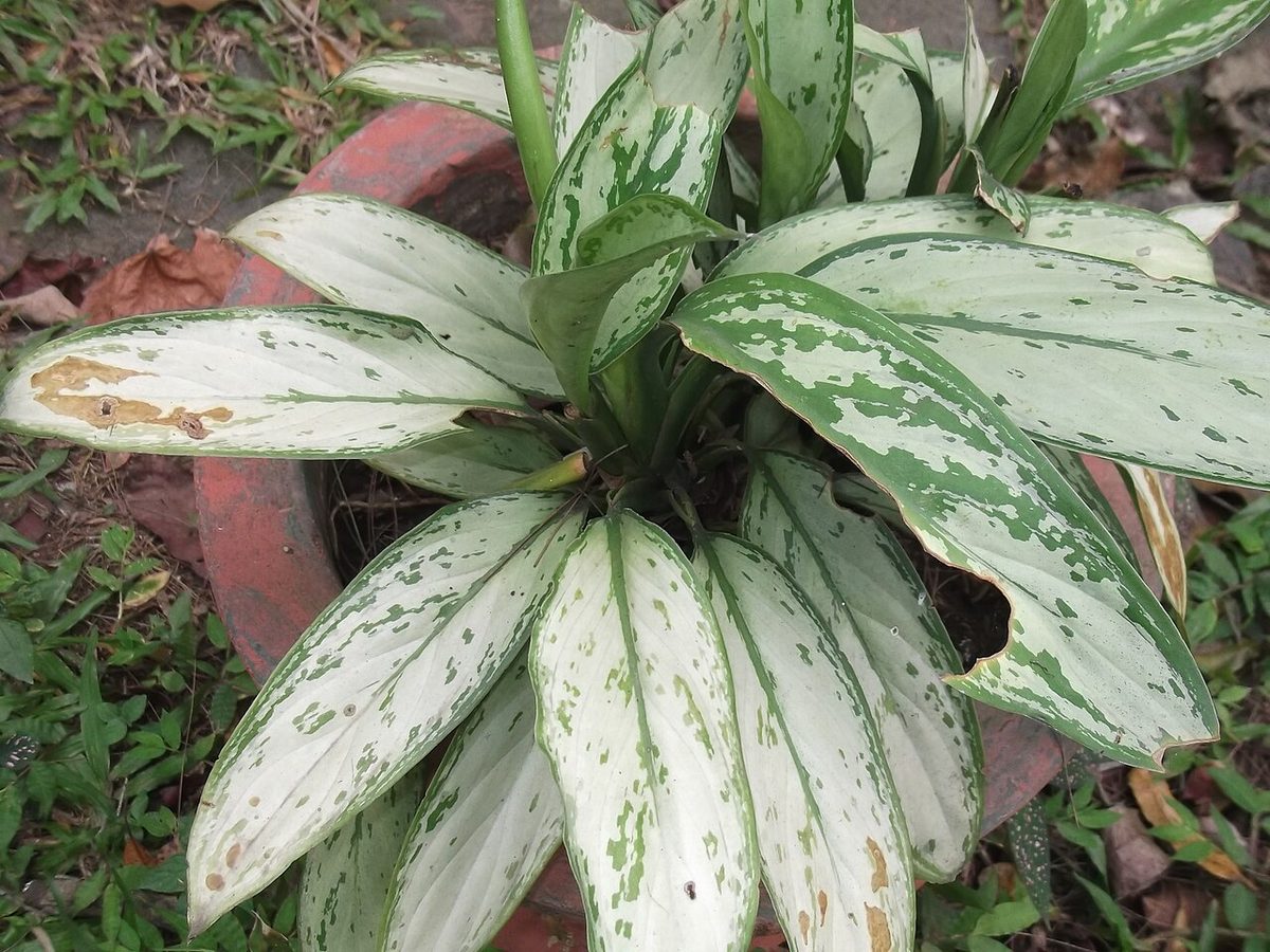 Aglaonema 'Silver Queen'