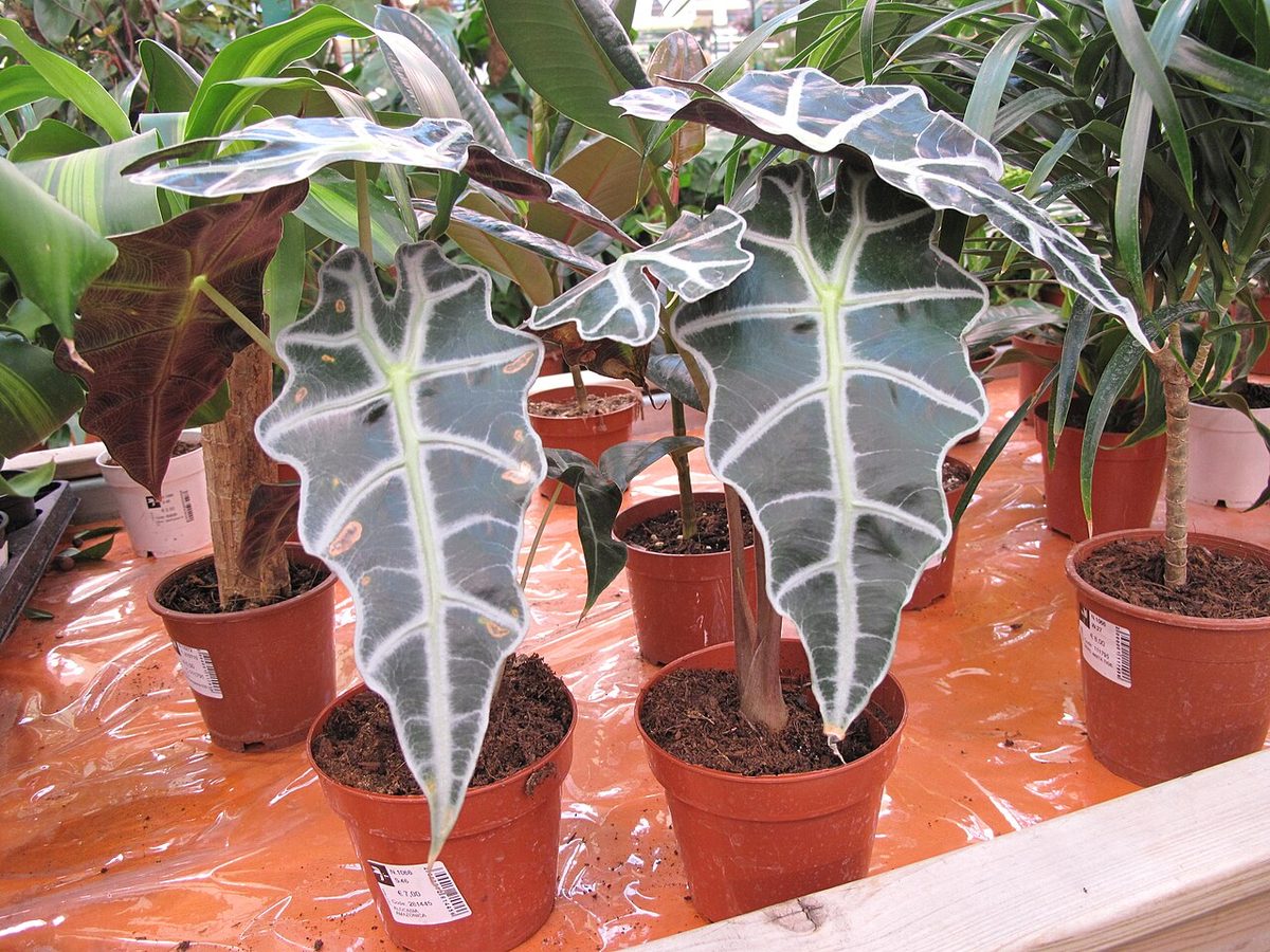 Alocasia × amazonica