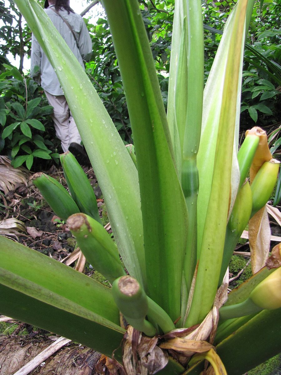 Alocasia macrorrhiza