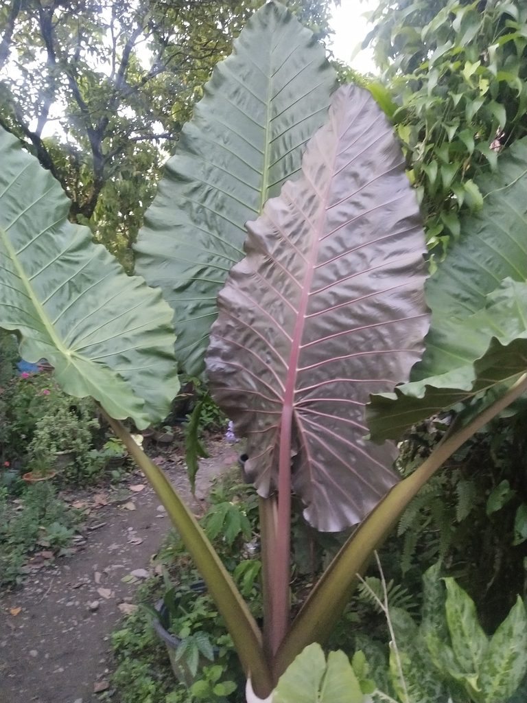 Alocasia plumbea