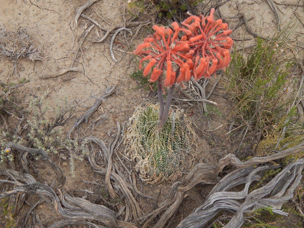 Aloe aristata