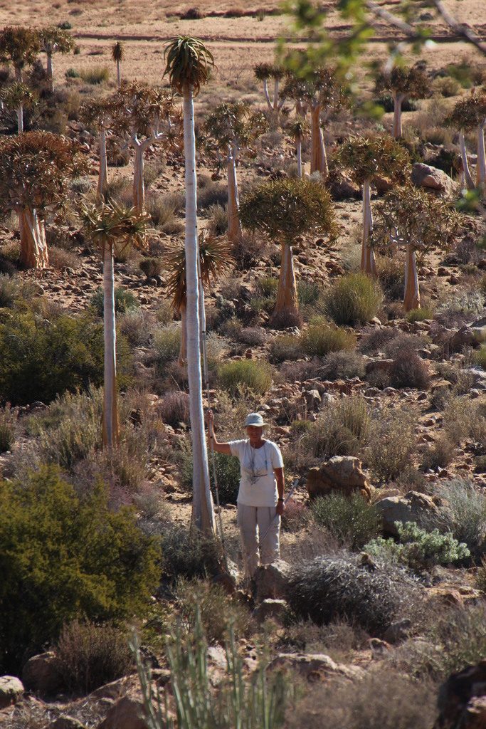 Aloe dichotoma