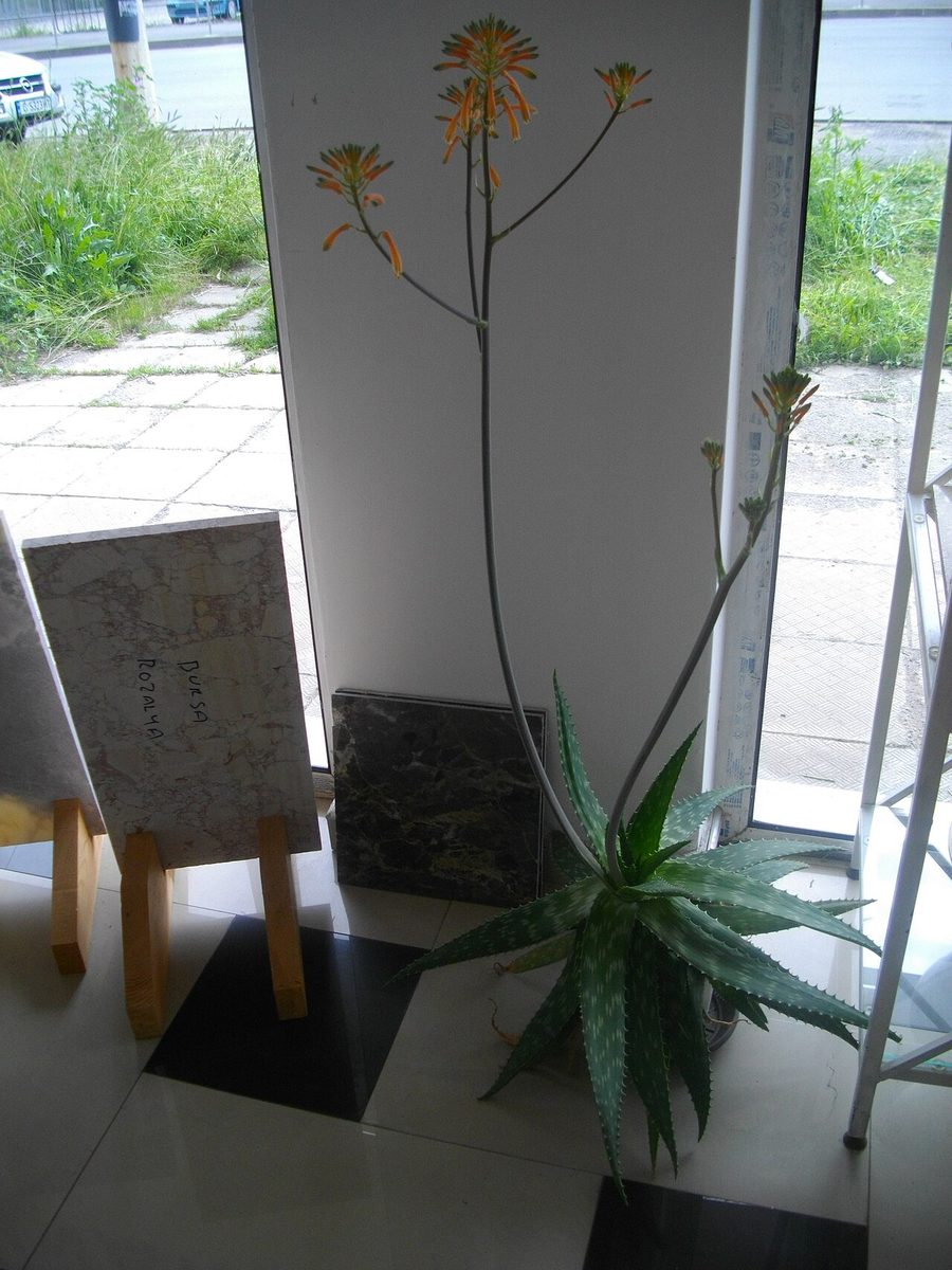 Aloe vera