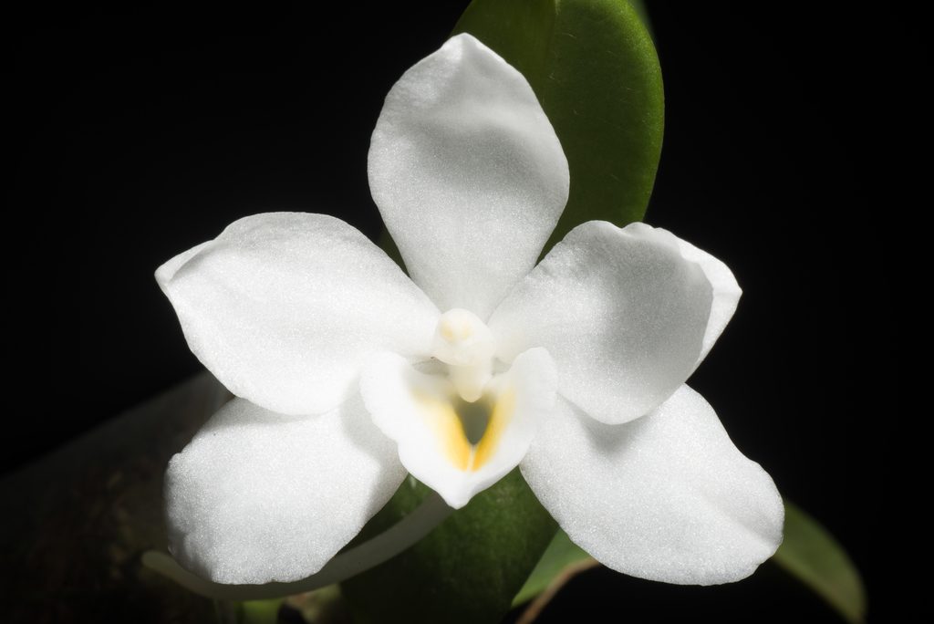 Amesiella philippinensis