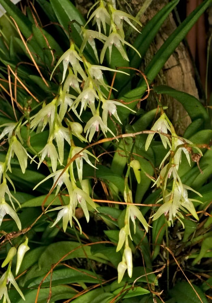 Anathallis