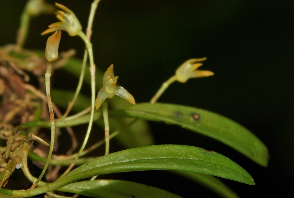 Anathallis sertularioides