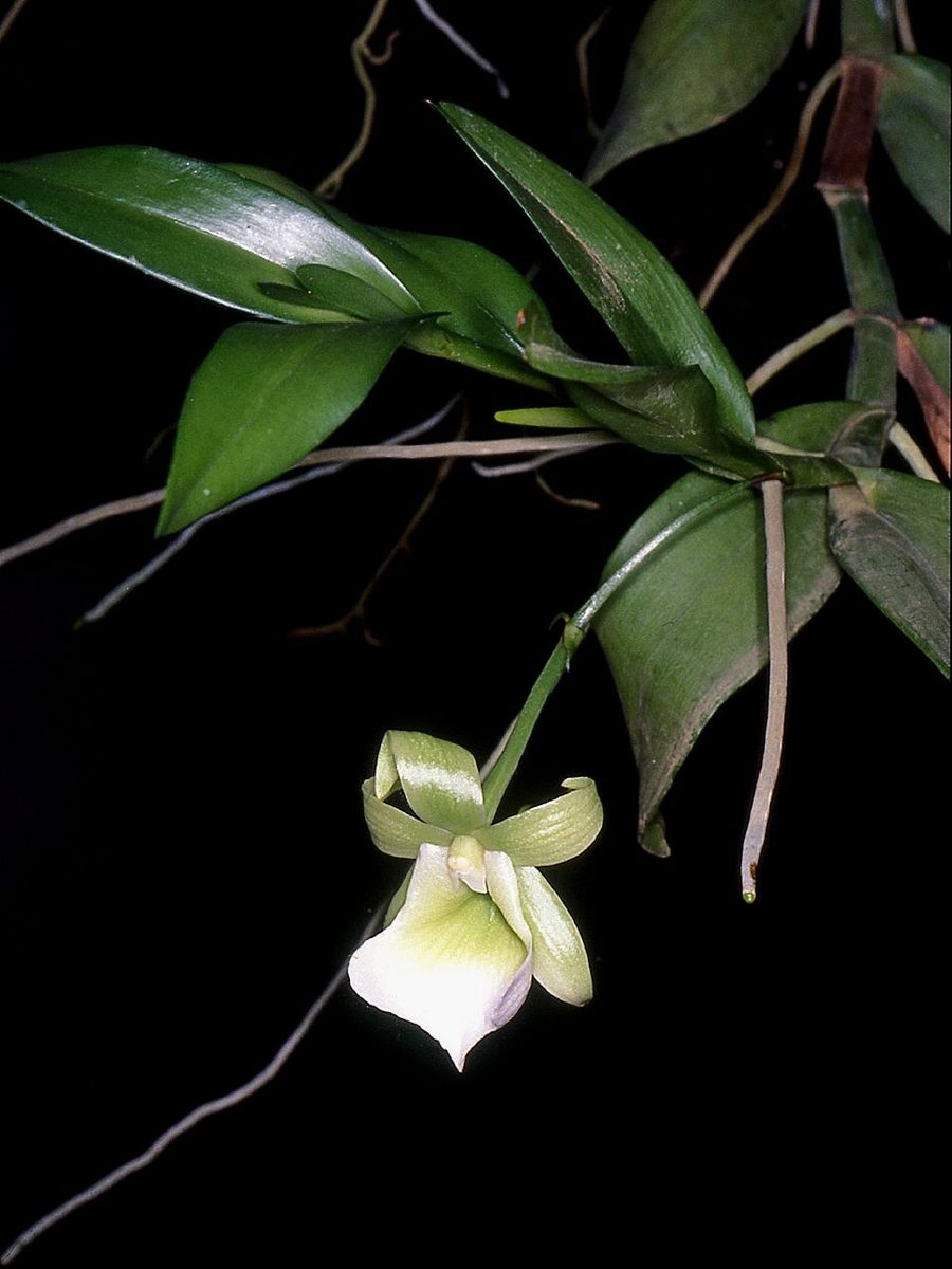 Angraecum birrimense
