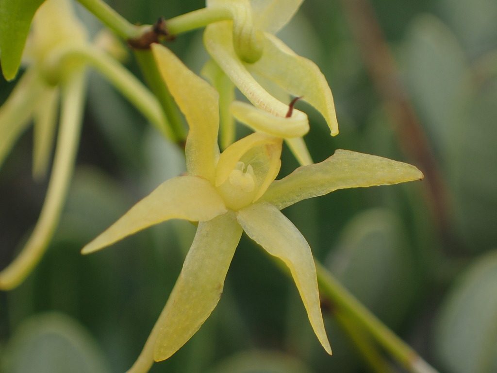 Angraecum calceolus