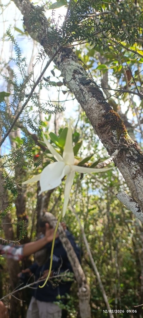 Angraecum didieri