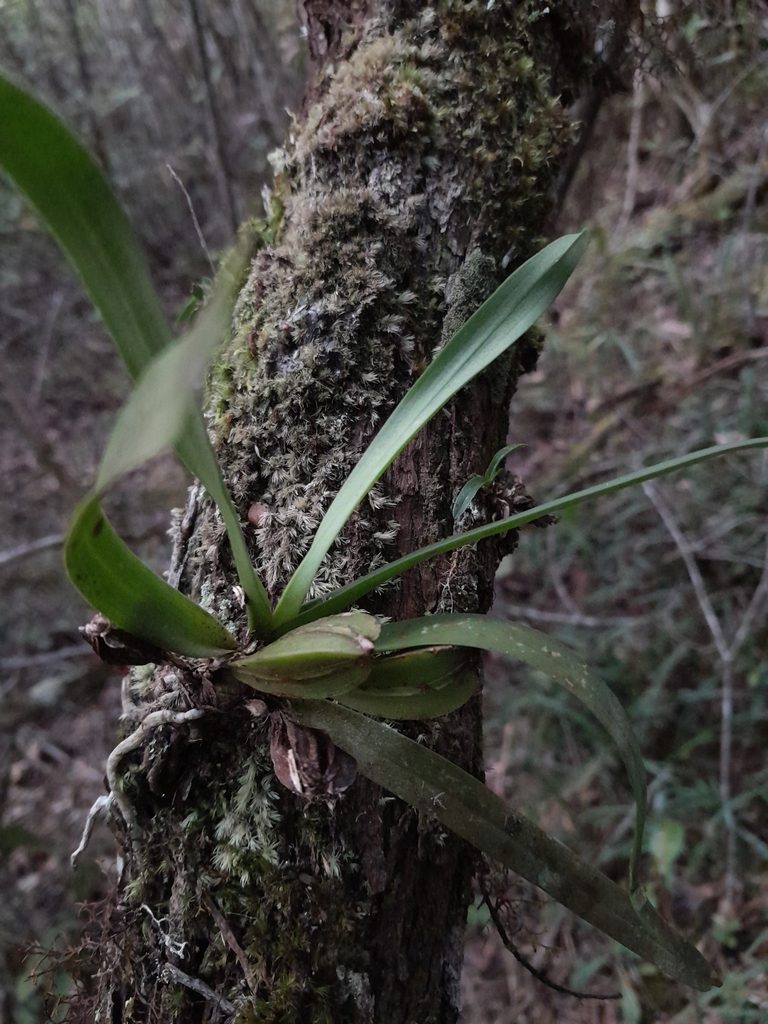 Angraecum elephantinum