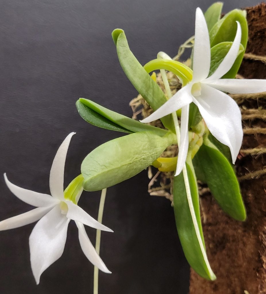 Angraecum equitans