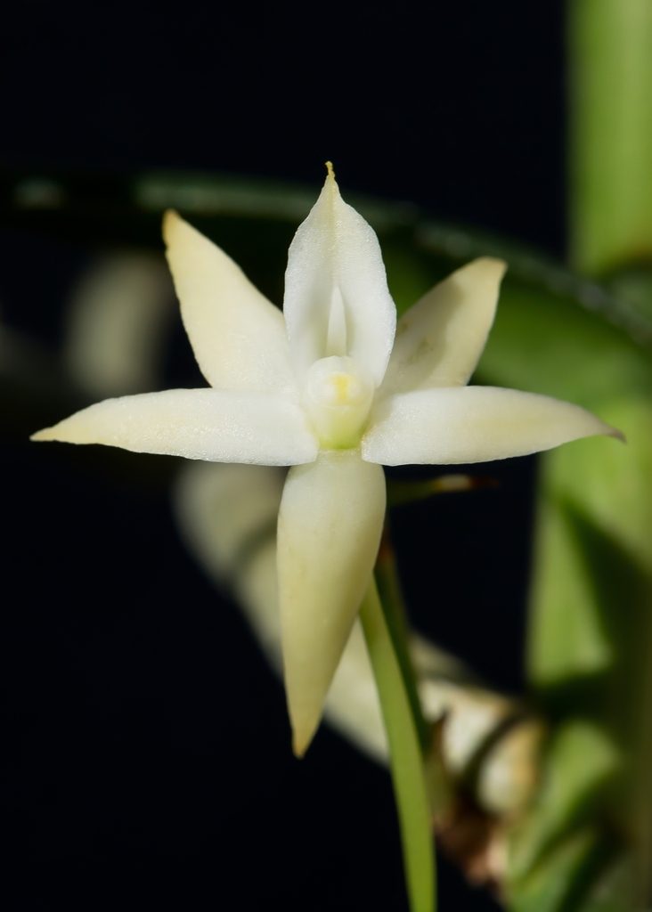 Angraecum erectum