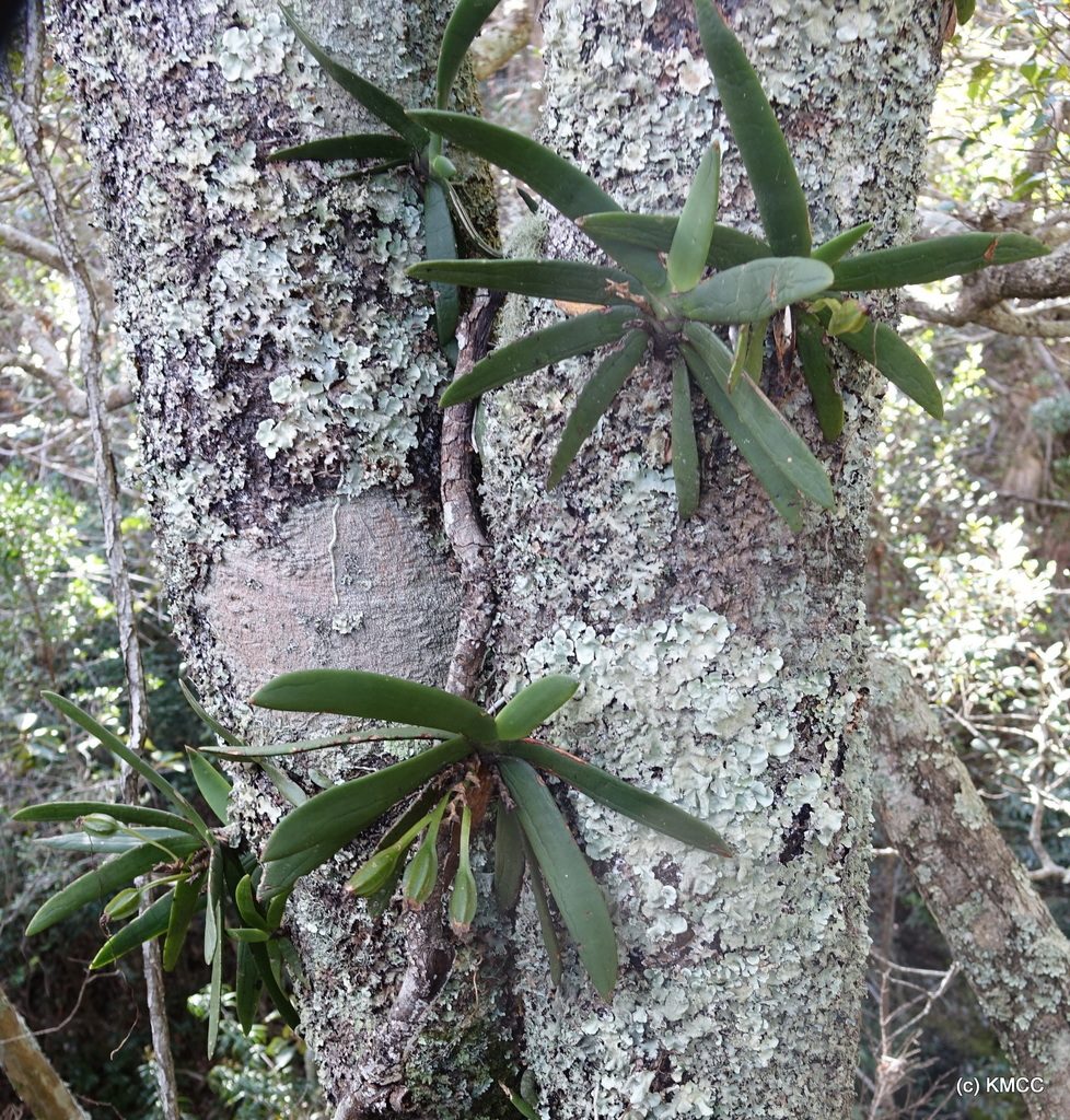 Angraecum leonis