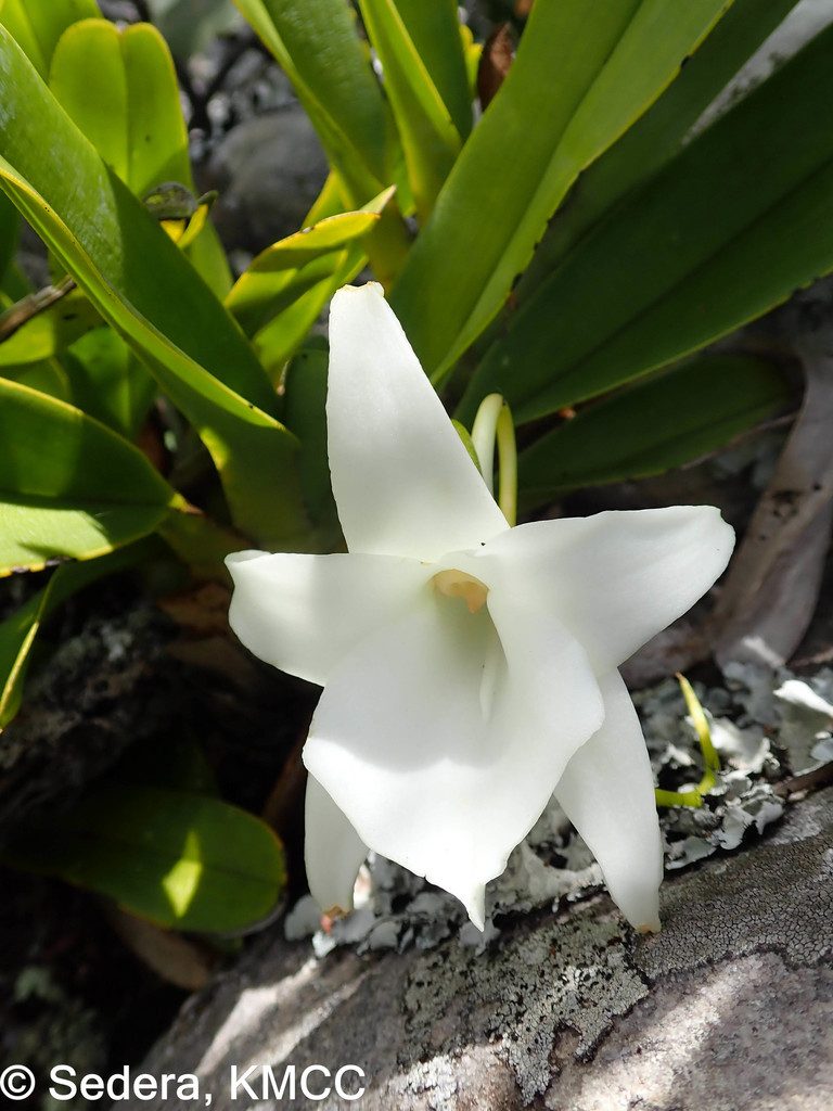 Angraecum magdalenae