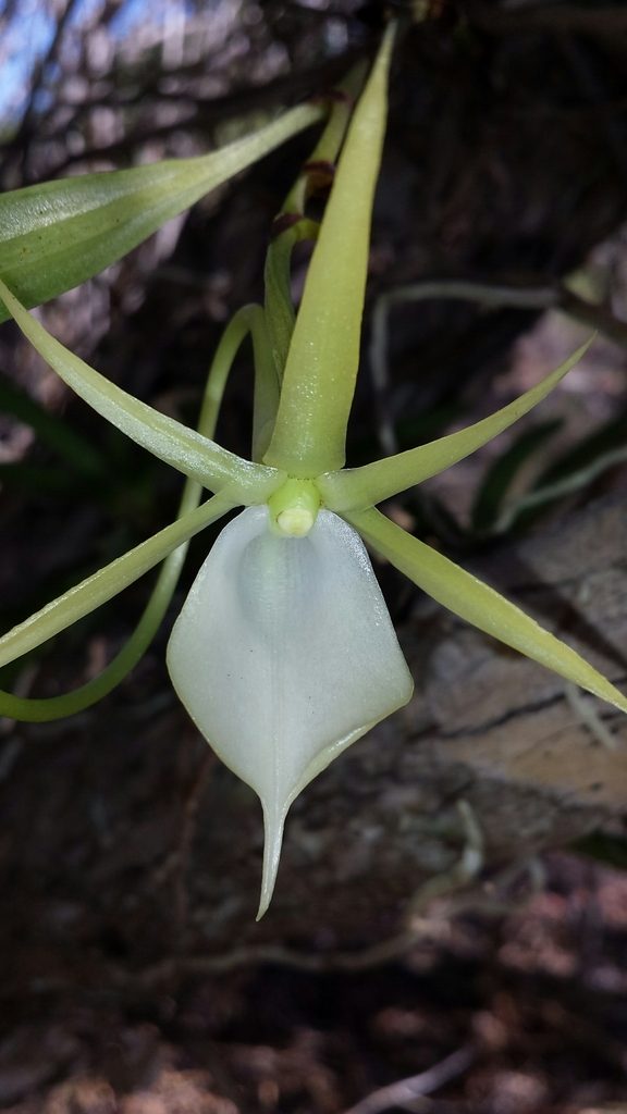 Angraecum praestans