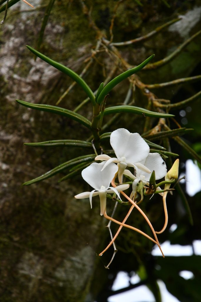 Angraecum scottianum