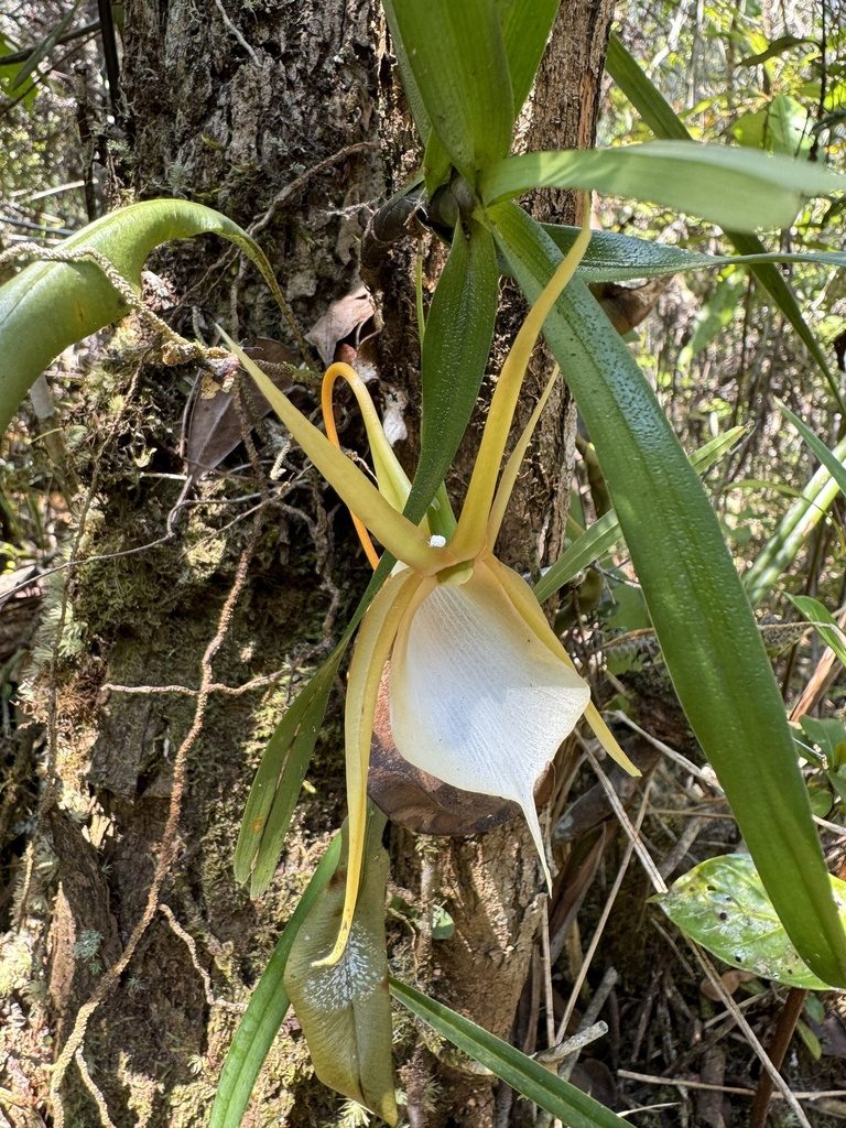 Angraecum viguieri