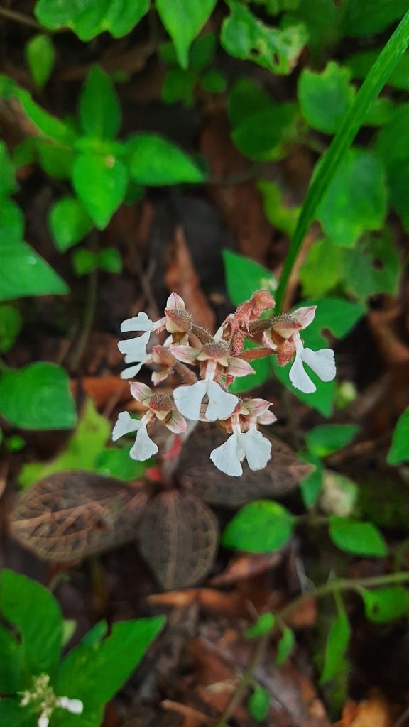 Anoectochilus chapaensis
