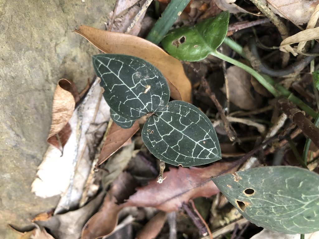 Anoectochilus