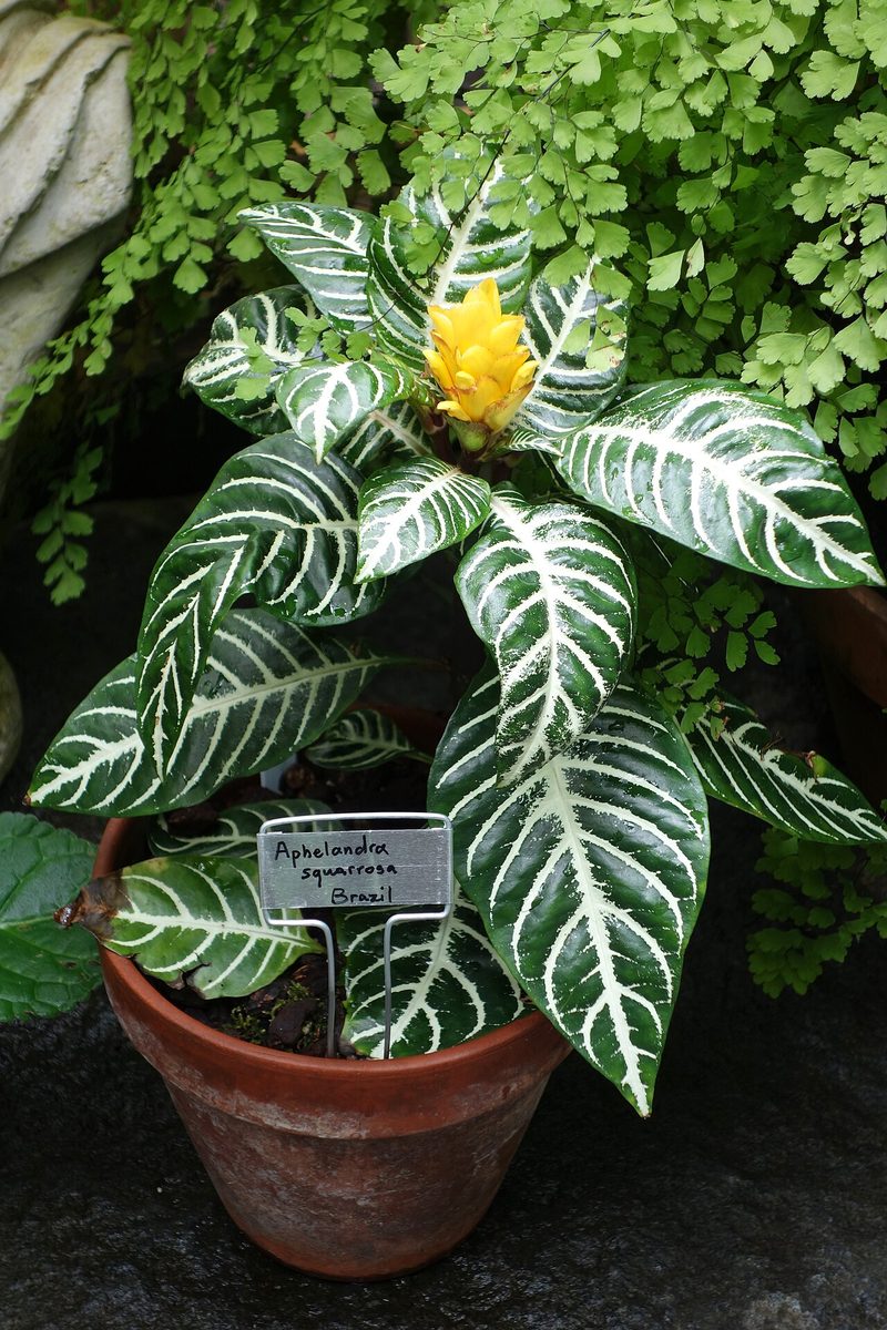 Aphelandra