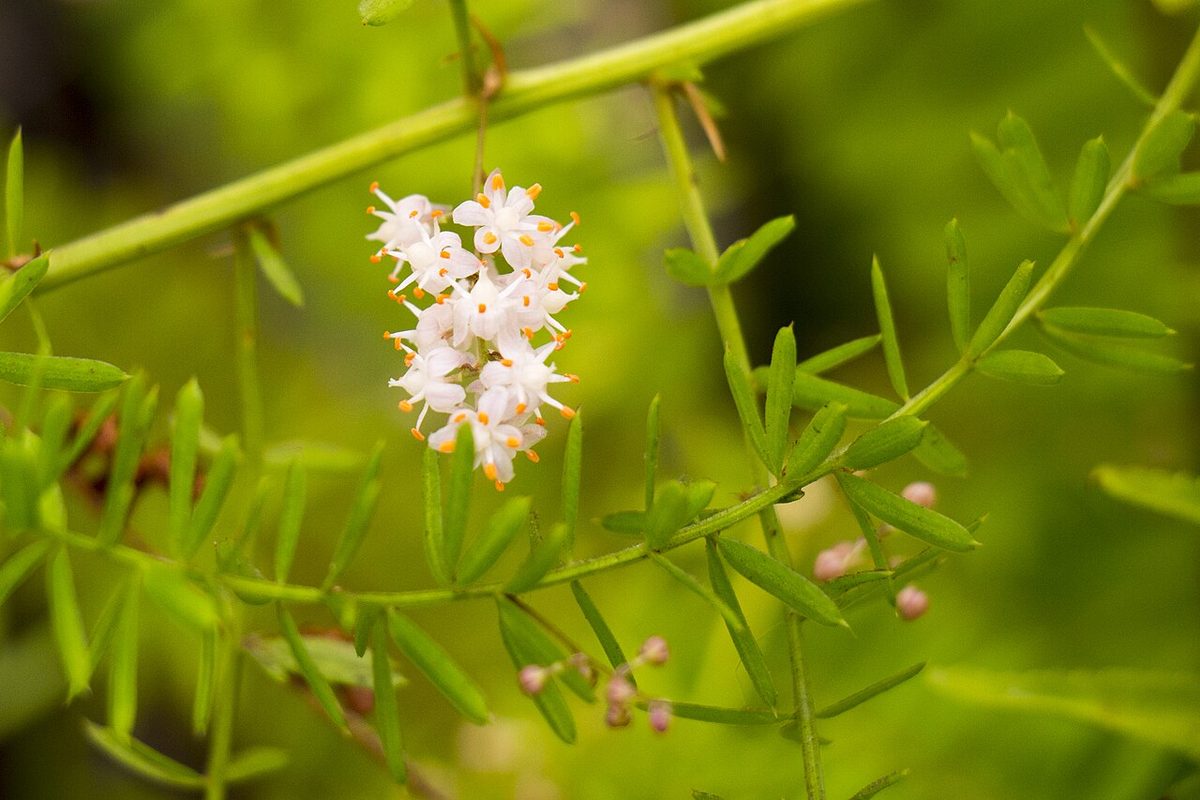 Asparagus densiflorus