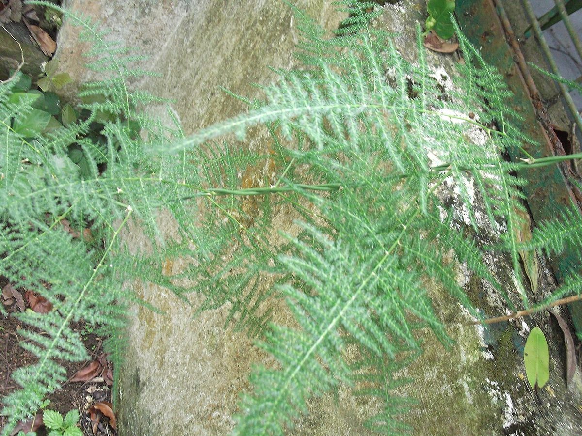 Asparagus