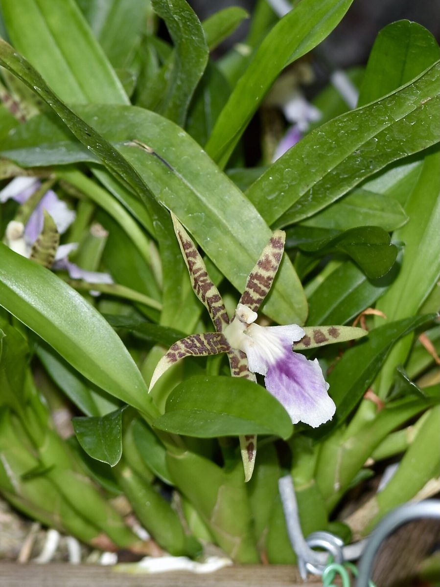 Aspasia