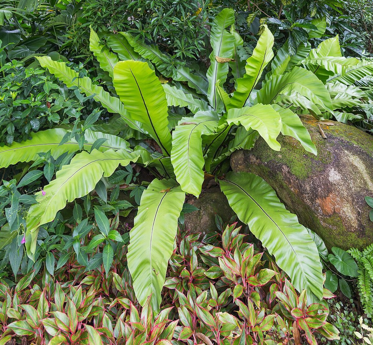 Asplenium nidus