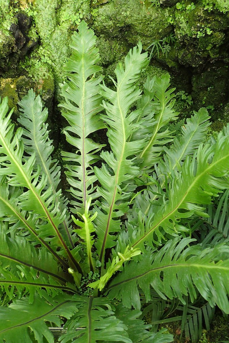 Asplenium nidus 'Fimbriatum'