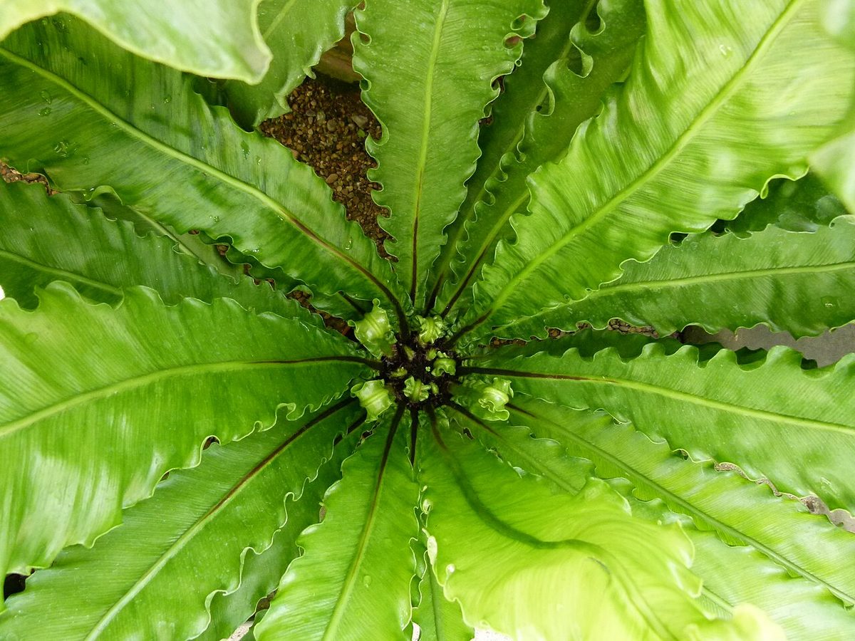 Asplenium nidus 'Osaka'
